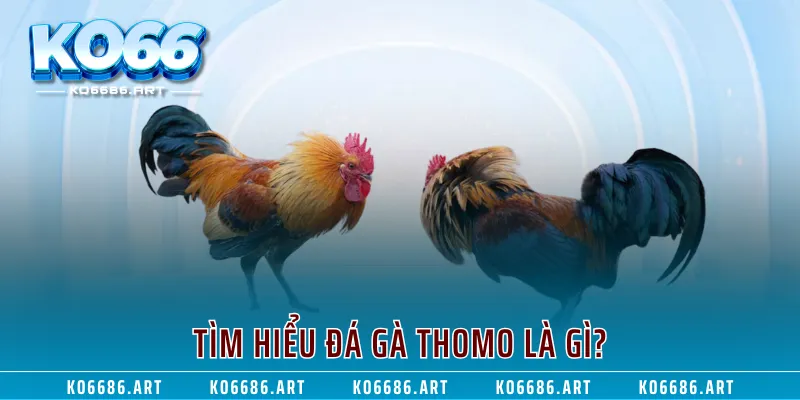 Tìm hiểu đá gà Thomo là gì?
